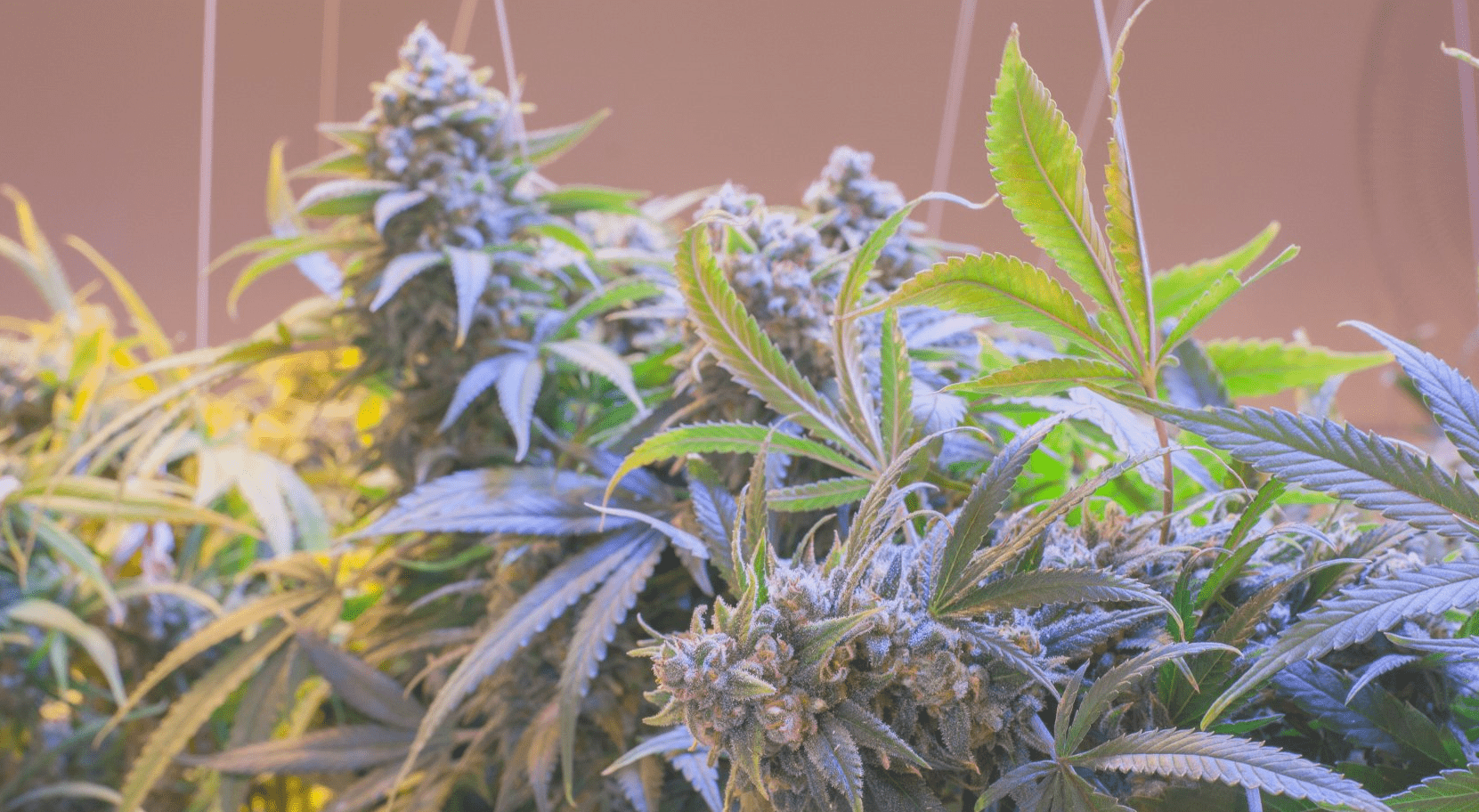 Jack Herer Seeds Cannabis Plant