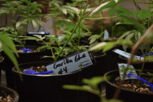 How And When To Transplant Cannabis Seedlings?